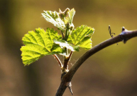 Posturas de las plantas de uva